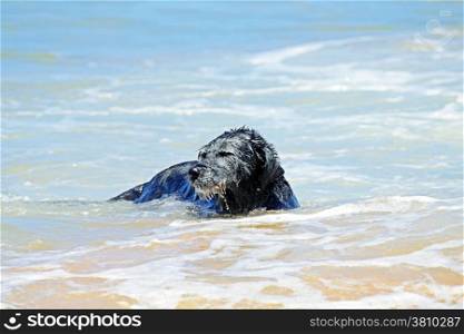 Black dog in the water from the ocean
