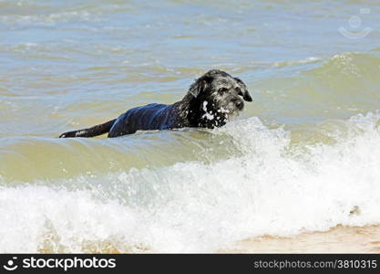 Black dog in the water from the ocean