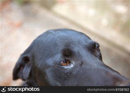 Black Dog Looking Away