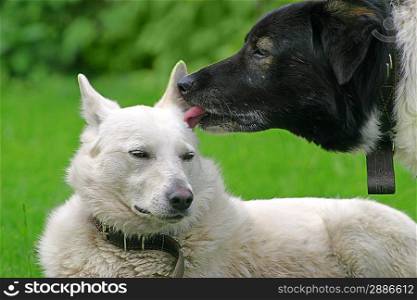 Black dog love white dog