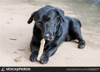 black dog lying on a floor and gnaw a bone.