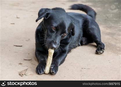 black dog lying on a floor and gnaw a bone.