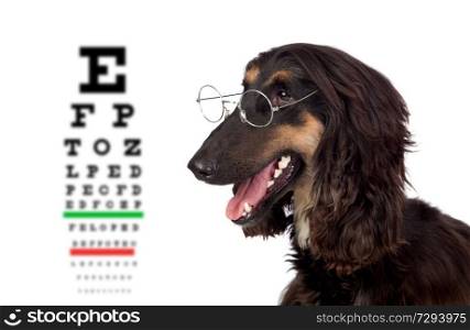 Black dog with glasses and a exam view chart of background isolated on white