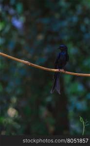 Black drongo, Dicrurus Macrocercus, beautiful bird in forest