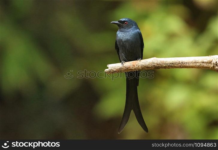Black Drongo, Dicrurus macrocercus, Ganeshgudi, Karnataka, India