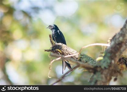 Black Drongo on a branch A small perching bird Black Drongo The hairs all over the body are black. The tip of the tail is pointed like a fish tail.