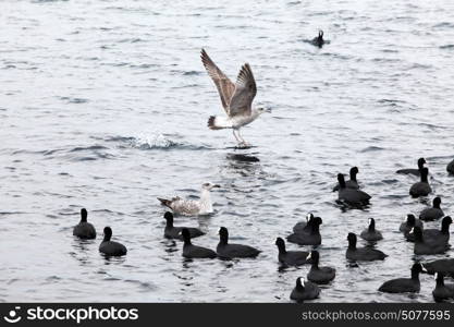 Black duck on sea waves, Pampean dive (Netta peposaca)