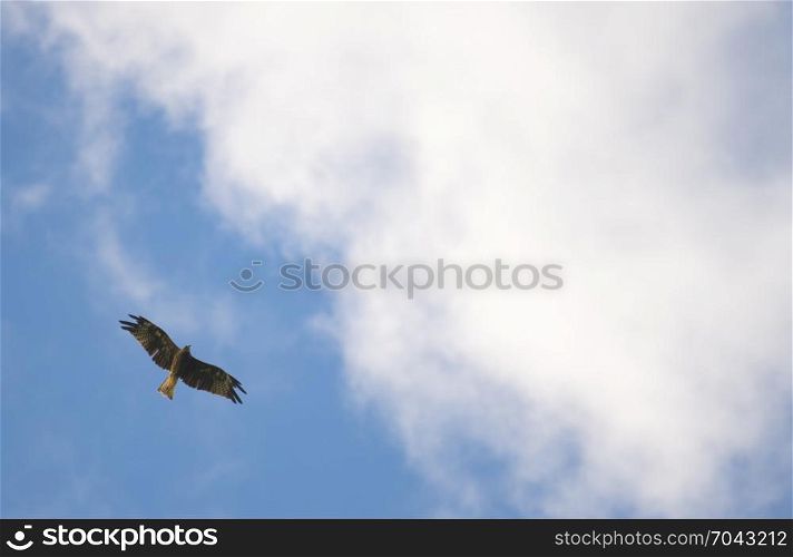 Black-eared Kite, hawk flying on the sky