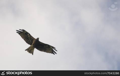 Black-eared Kite, hawk flying on the sky