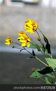 Black eyed susan (rudbeckia hirta) yellow flowers on windy day. Shallow focus background. Minimalism concept.