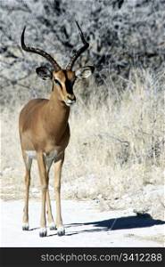 Black faced impala in Etosha park, Namibia