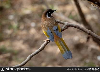 Black faced Laughingthrush, Trochalopteron affine, Nepal