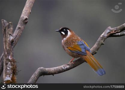 Black faced Laughingthrush,Trochalopteron affine, Nepal. It is found in the Eastern Himalayas