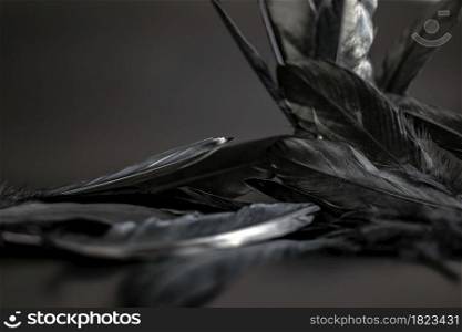 Black feather abstract background texture dark modern design, peace of bird wing concept. Black feather abstract background texture dark modern design, peace of bird wing