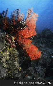 Black Feather Star (Himerometra Bartschi) and Gorgonian Sea Fan (Subergorgia Mollis) underwater, Palau