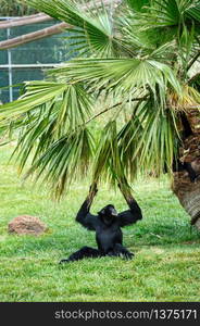 black female gibbon in zoo climbing on palm tree. black gibbon in zoo