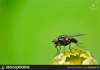 Black fly on plant leaf with natural green background and copy space on left side.