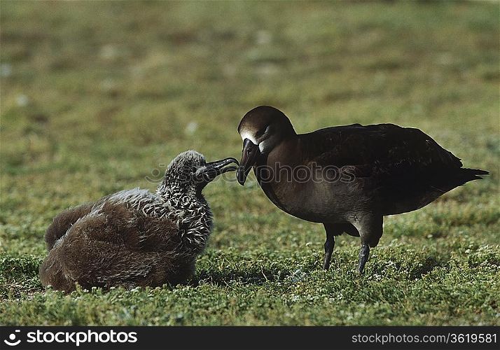 Black-Footed Albatross (Phoebastria nigripes) feeding nestling