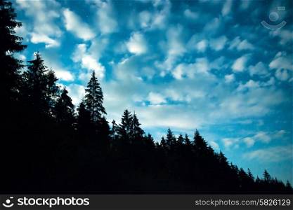 Black forest with trees over blue night sky with many stars. Milkyway on background