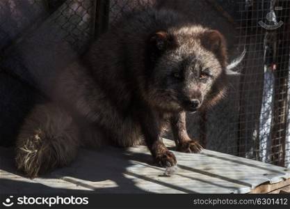 Black fox in the cage. Black fox in the cage, zoo