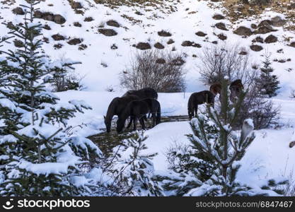 Black free horses at Ziria mountain. Fir trees covered with snow on a winter day, South Peloponnese, Greece. Black free horses at Ziria mountain. Fir trees covered with snow on a winter day, Korinthia, South Peloponnese, Greece. Ziria is one of the snowiest mountains in Peloponnese (2,374m).