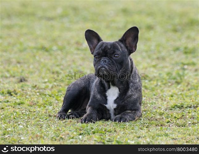 black french bulldog laid down in nature
