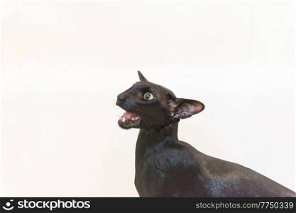 Black funny cat pet isolated on white
