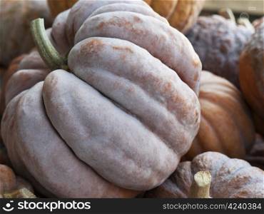 Black-Futsu-big. Pumpkin - a wonderful vegetable in autumn, which comes in many variations, here the variety Black Futsu