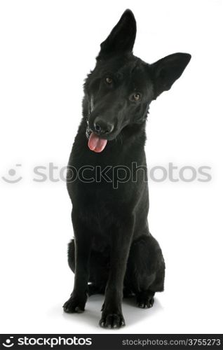 black german shepherd in front of white background