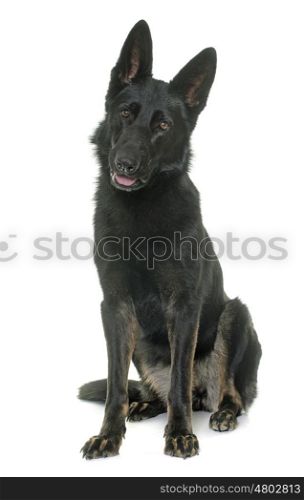 black german shepherd in front of white background