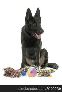 black german shepherd in front of white background