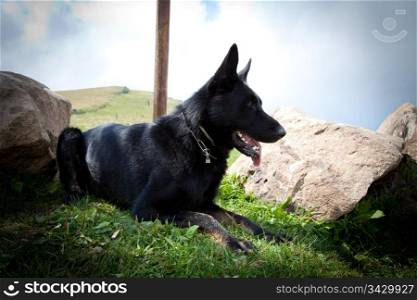 Black German Shepherd - Italian Alps
