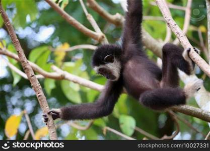 Black gibbon monkey on the tree and It was playing fun.