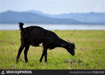 black goat on a pasture. eating grass on a daylight.. Goat on a pasture