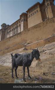 black goat on the background of Amber fort. Jaipur India