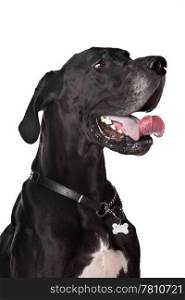 Black Great Dane. Black Great Dane in front of a white background