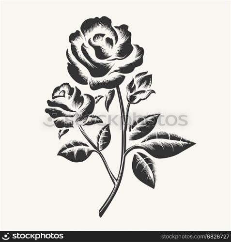 Black hand drawn roses engraving. Rose etching. Vector black hand drawn roses engraving isolated on white background