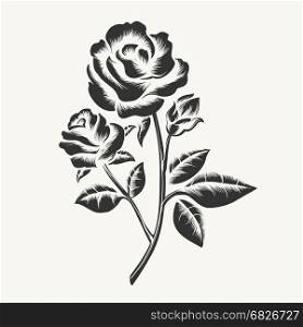 Black hand drawn roses engraving. Rose etching. Vector black hand drawn roses engraving isolated on white background