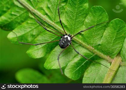 Black Harvestman spider, Hadrobunus rotundum, Satara, Maharashtra, India
