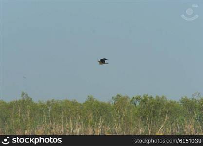 black hawk in Thailand
