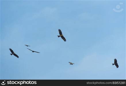 black hawk on blue sky