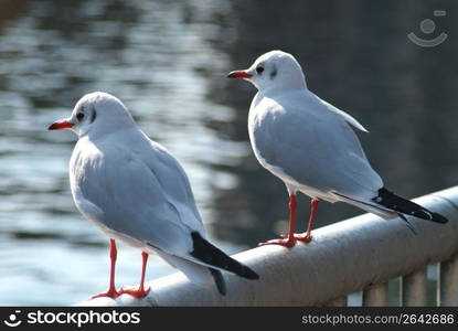 Black-head gull