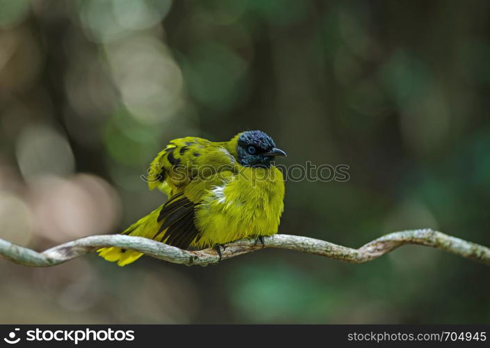 Black-headed Bulbul, Pycnonotus atriceps in nature