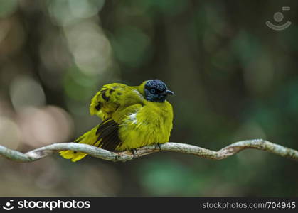 Black-headed Bulbul, Pycnonotus atriceps in nature