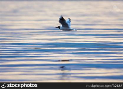 Black-headed gull (Chroicocephalus ridibundus) flying above a lake at sunset; close up