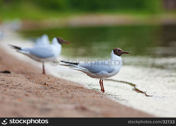 Black-headed gull (Chroicocephalus ridibundus) on the beach