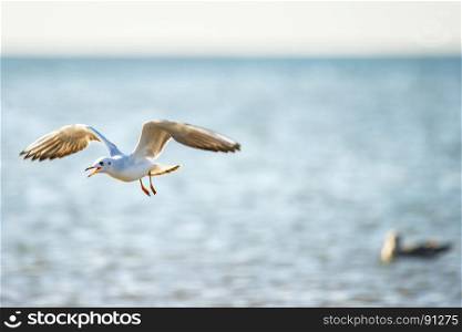 Black-headed gull flying deep over the Baltic sea