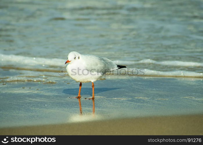 Black-headed gull on a beach of the Baltic Sea