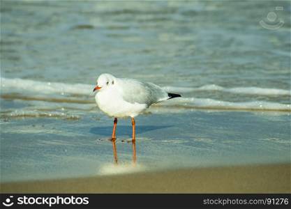 Black-headed gull on a beach of the Baltic Sea