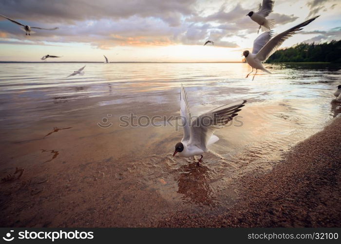 Black-headed gulls (Chroicocephalus ridibundus) on the beach at sunset